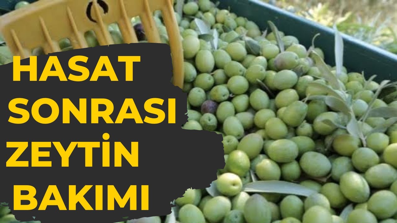 Hasattan Sonra Zeytine Bakım   |   Zeytin Gübreleme ve İlaçlama