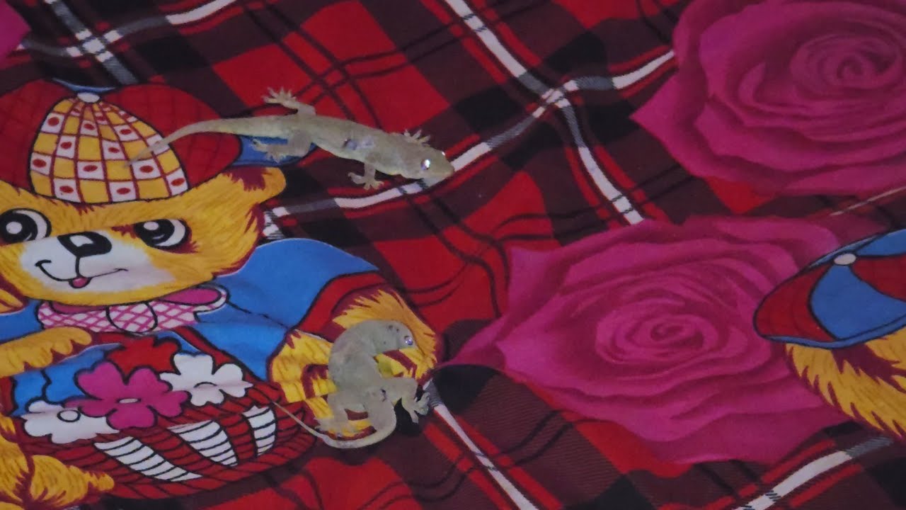 आज किया छिपकली ने परेशान 🦎😱😵