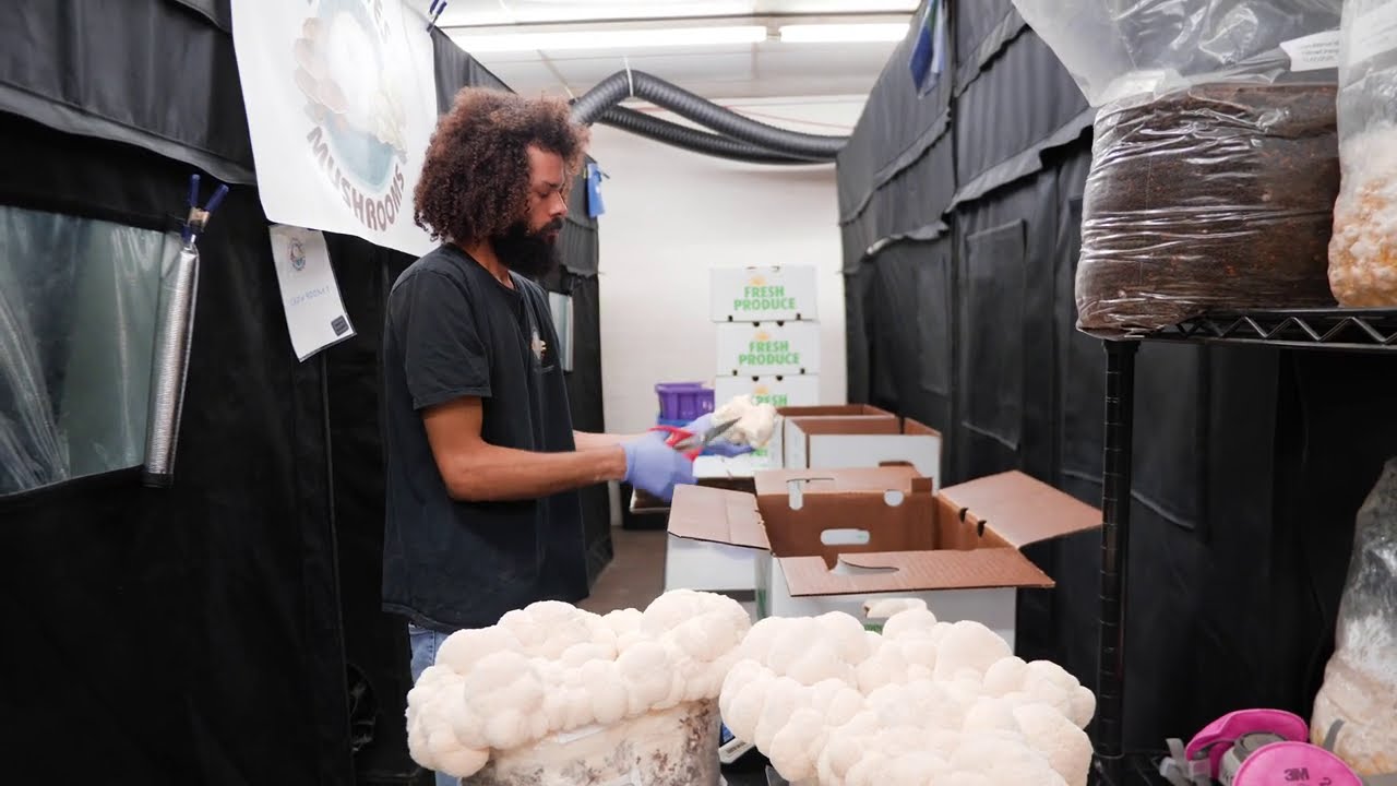 Lion's Mane Mushroom Harvest | Southwest Mushrooms