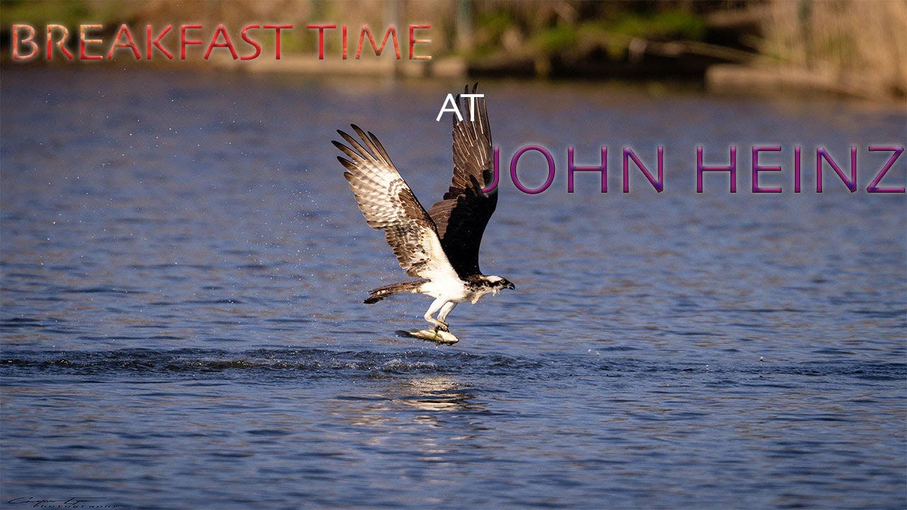 BREAKFAST TIME AT JOHN HEINZ WILDLIFE REFUGE