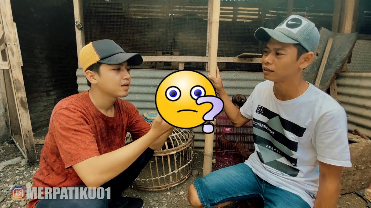 REVIEW MERPATI SEHARGA 15JT