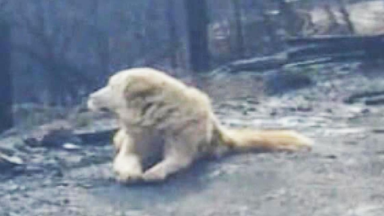 Family Returns Home a Month After Fire and Finds Their Dog Waiting for Them