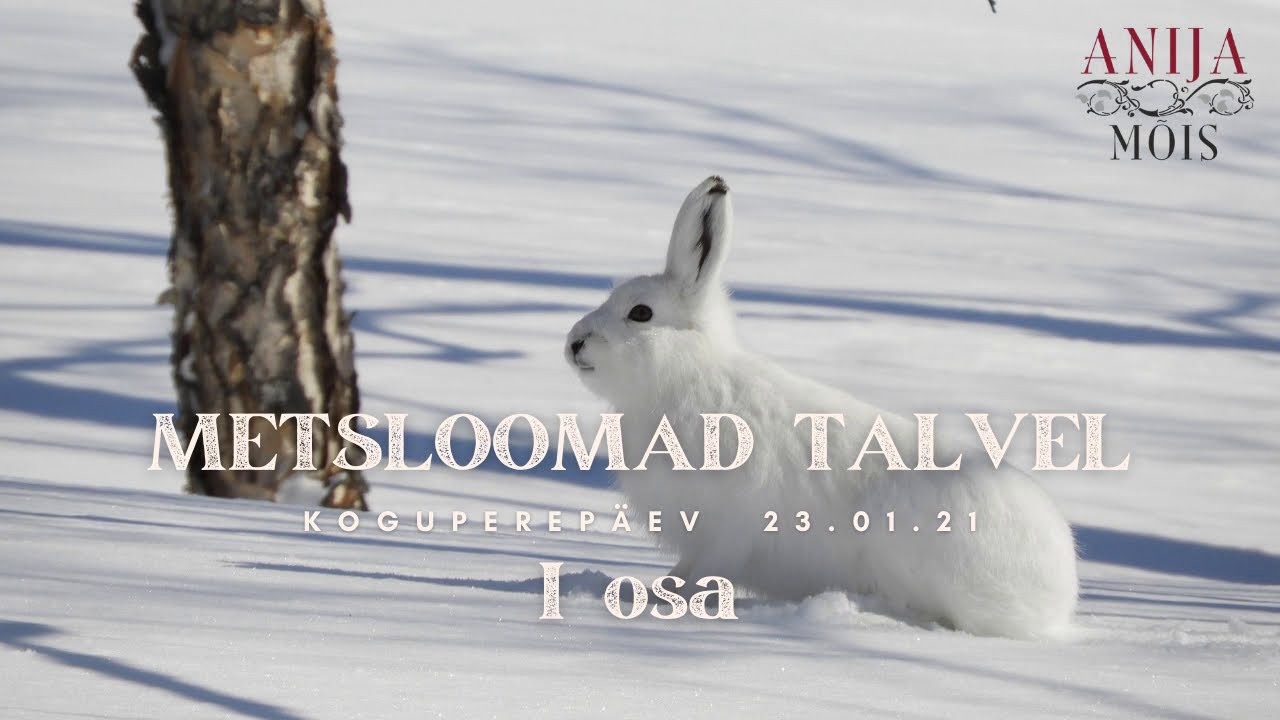 Osa 1: Anija mõisa virtuaalne perepäev "Metsloomad talvel"
