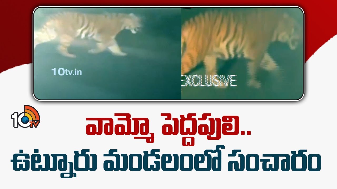Tiger Spotted in Adilabad Utnoor Mandal | వామ్మో పెద్దపులి..ఉట్నూరు మండలంలో సంచారం | 10TV