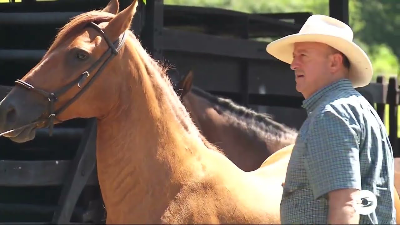 Crianza de caballos en potreros - La Finca de Hoy