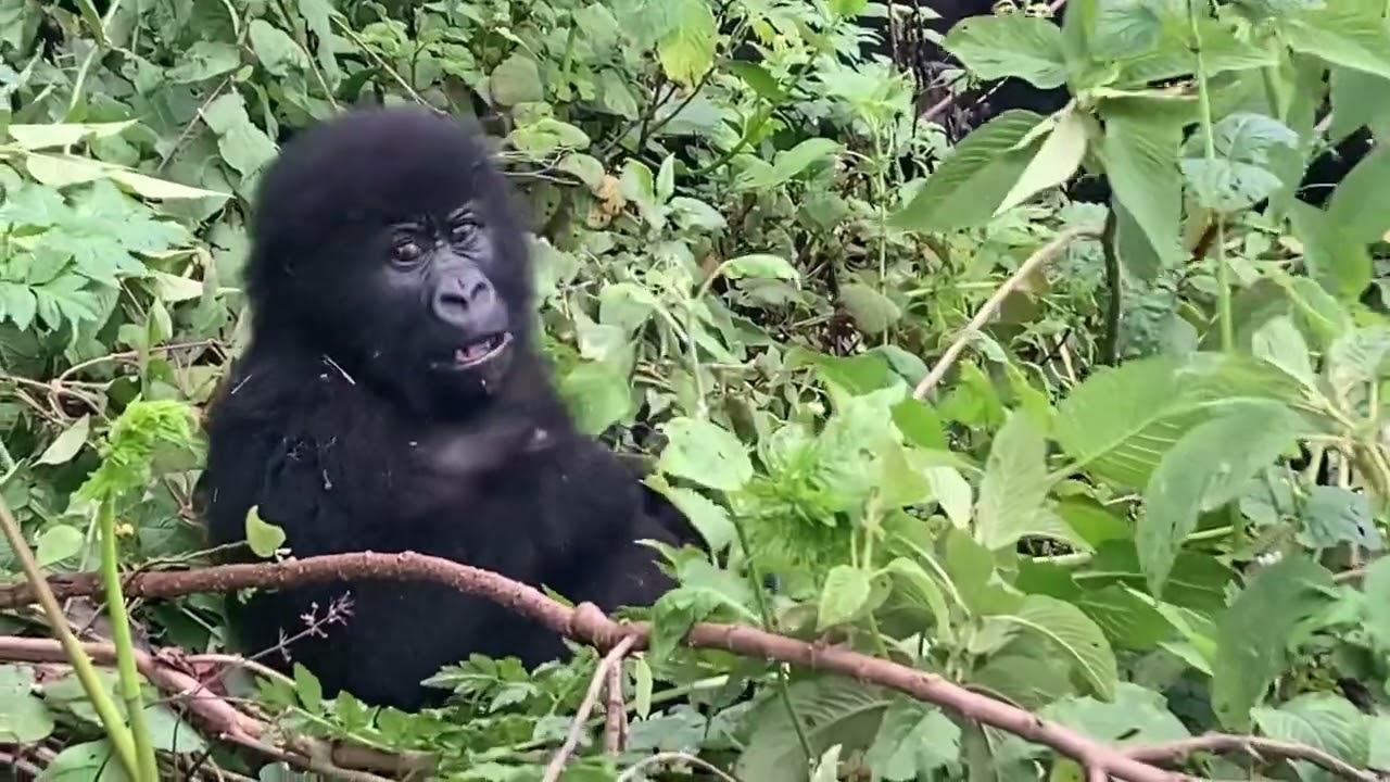 Mgahinga Mountain Gorilla National Park #uganda #travelvlog