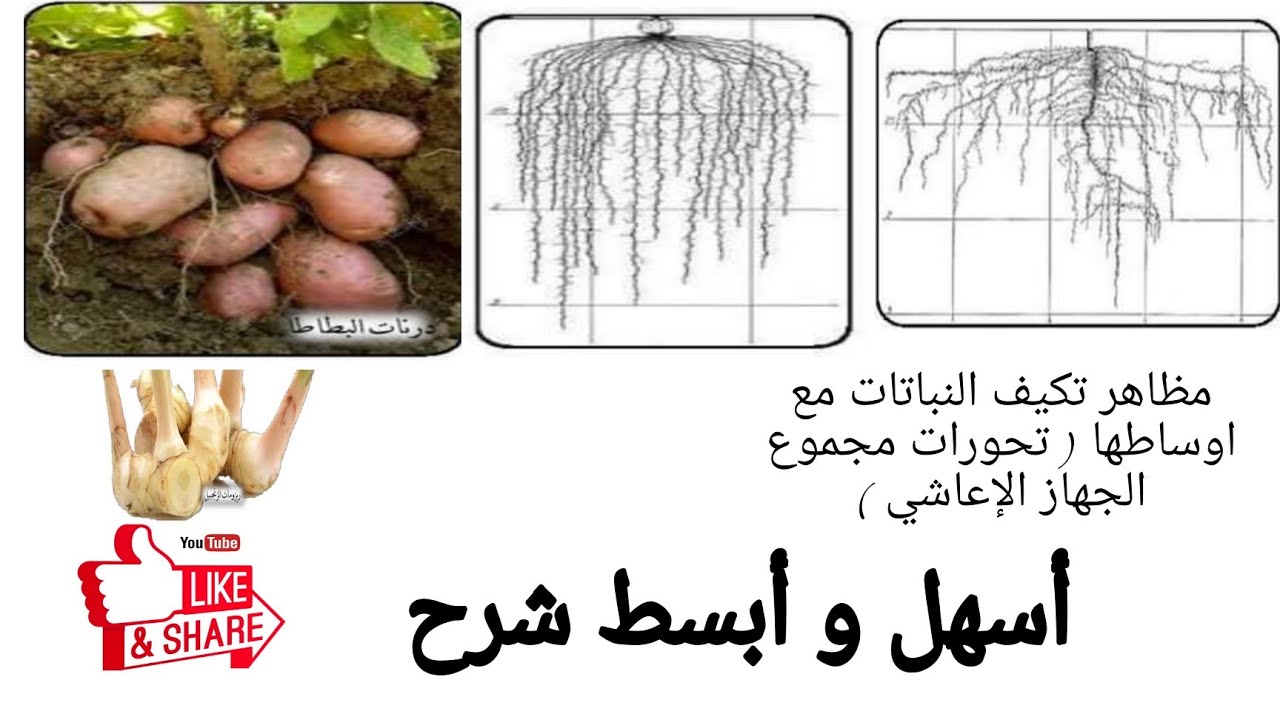 مظاهر تكيف النباتات مع اوساطها سنة ثانية متوسط علوم طبيعية #2 #متوسط #science
