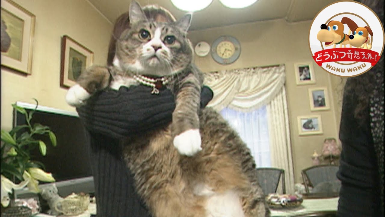 【伝説のネコ】体重11.7kgの巨体ネコ  ぴやくん  は超健康！身体能力チェックしてみたら…【どうぶつ奇想天外／WAKUWAKU】