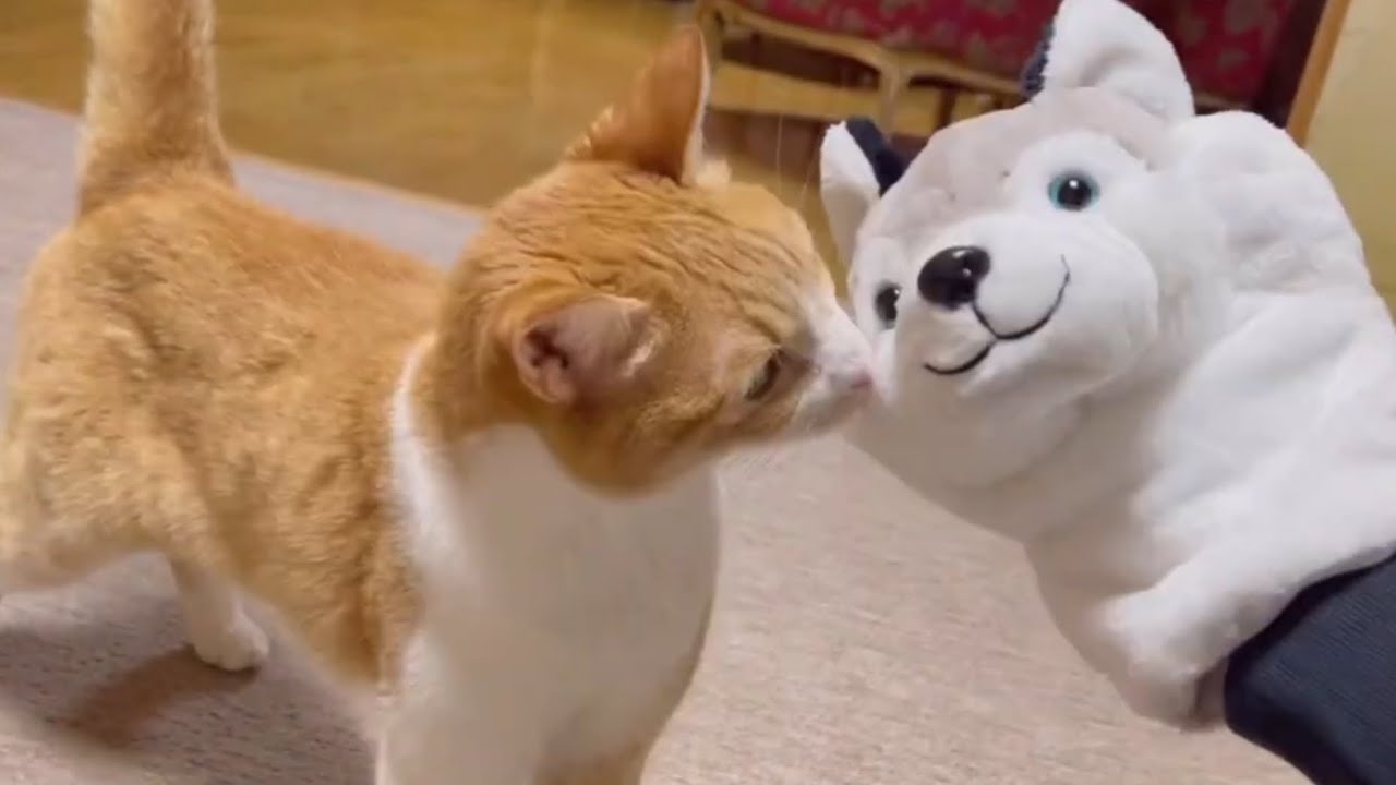 ハスキー犬のハンドパペットで凶暴猫に話しかけてみた結果w