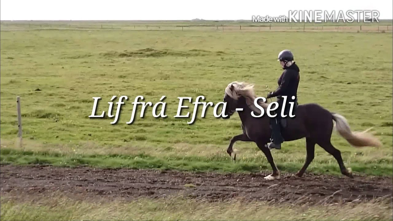 LÍF FRÁ EFRA - SELI