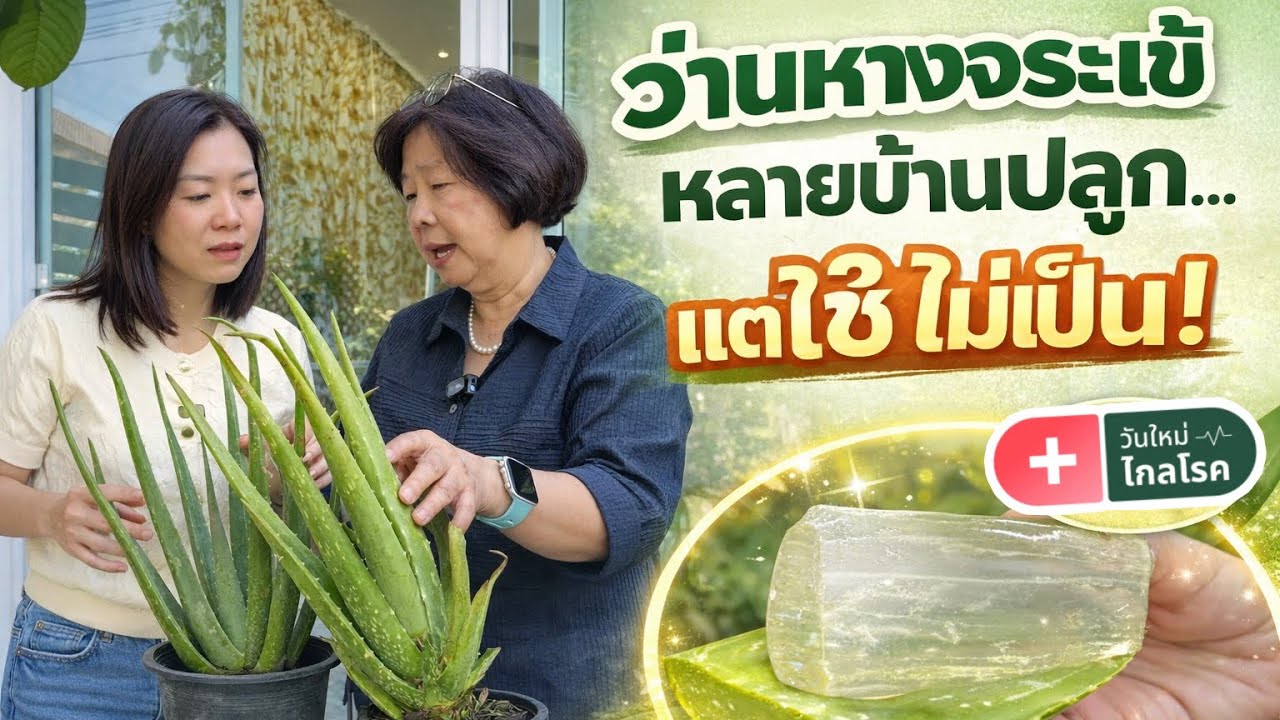 🌿 ว่านหางจระเข้…ไม่ได้มีดีแค่ทาแผลไฟไหม้ | วันใหม่ไกลโรค EP.26