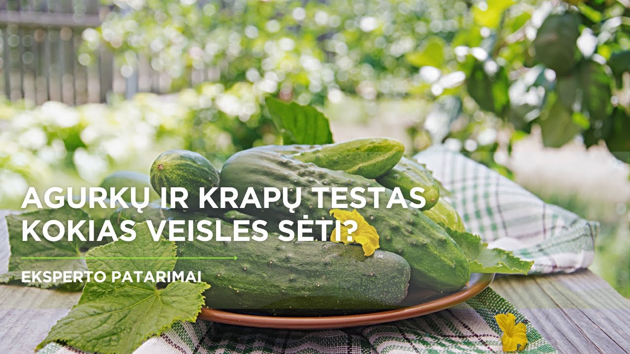 Bandymų stotis: agurkų ir krapų veislės bei ypatumai