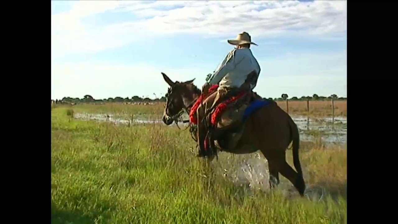 Nossa equipe acompanhou a travessia de três semanas do gado no Pantanal