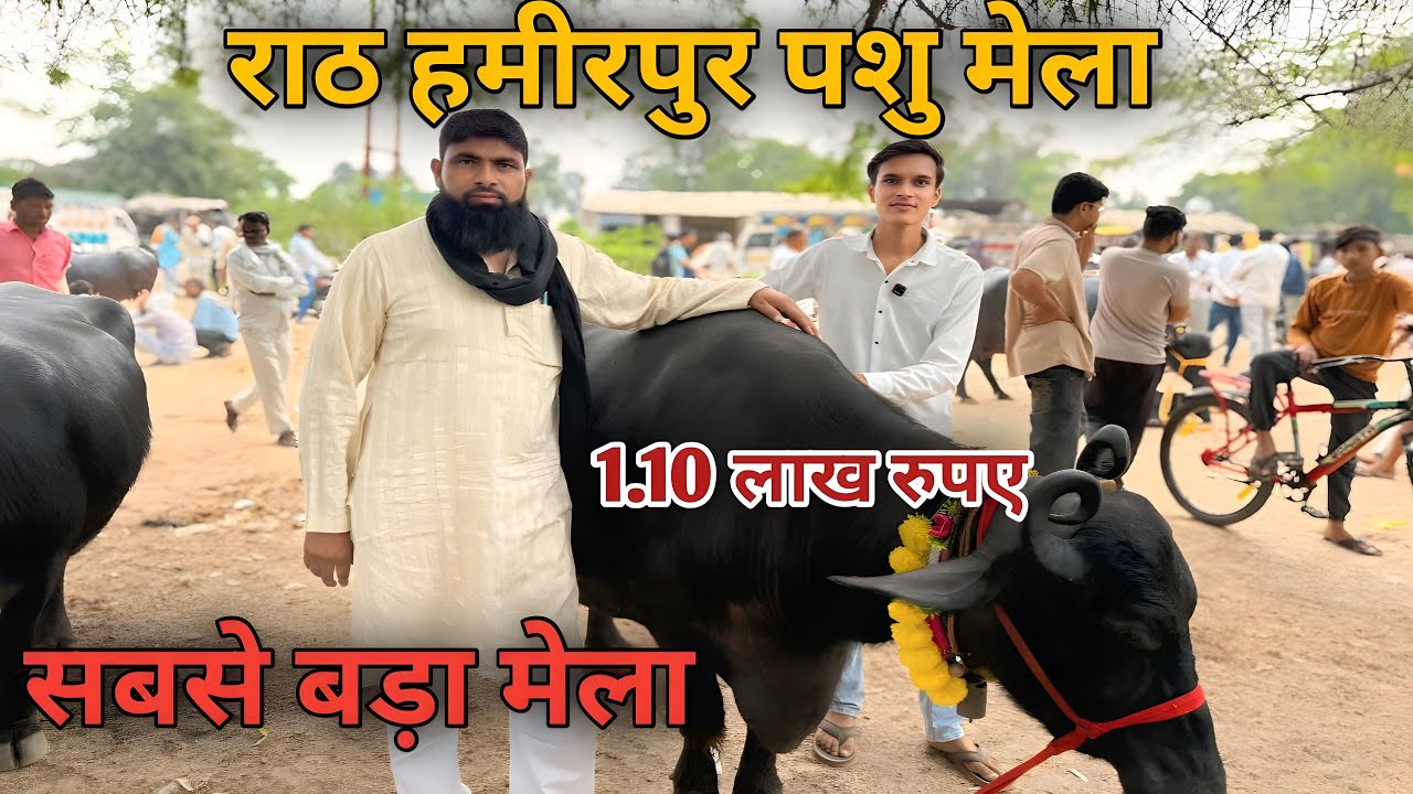 पशु मेला राठ हमीरपुर || Rath Hamirpur pet animals market || 