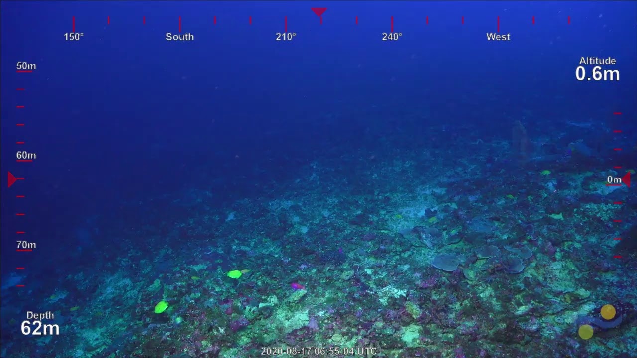 ROV SuBastian Dive 384 - Ribbon Reef Canyons, Australia - FK200802