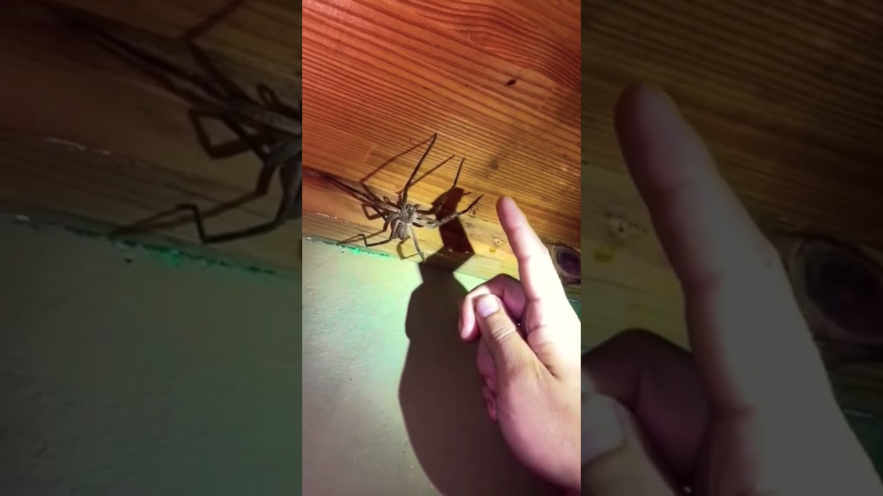 Гигантский дождевой паук High-5 #Shorts #Animals#Spiders