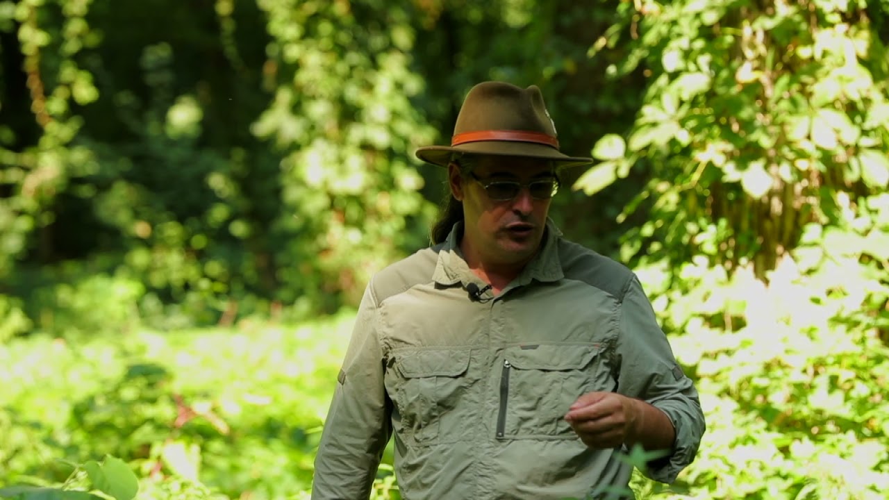 #SecretelePlantelor: Importanţa plantărilor pentru pădure (@TVR1)