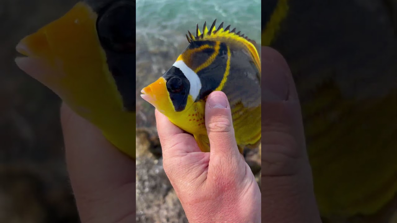 Raccoon Butterflyfish #aquarium #fishtank #fishing #fish #hawaii #hawaiian #fisherman