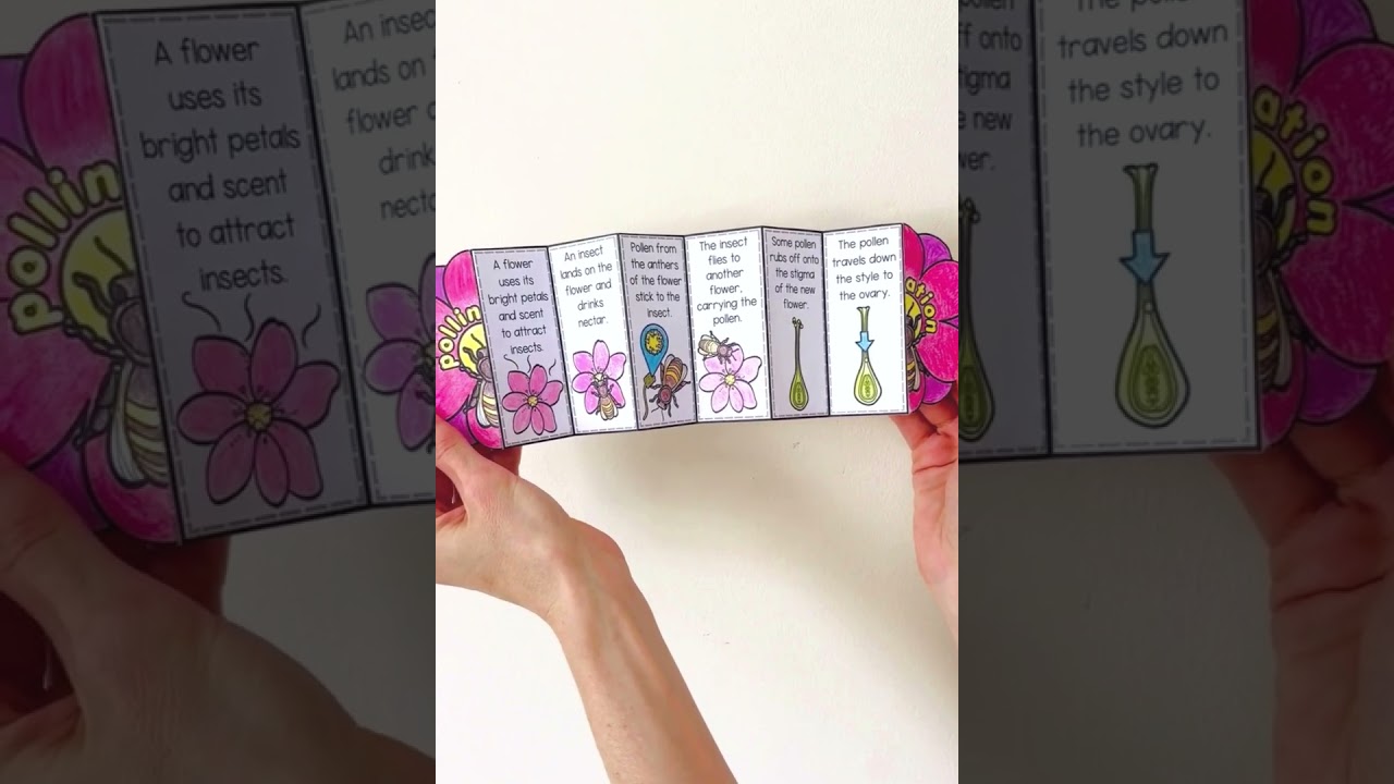 Stages of insect pollination teaching science idea