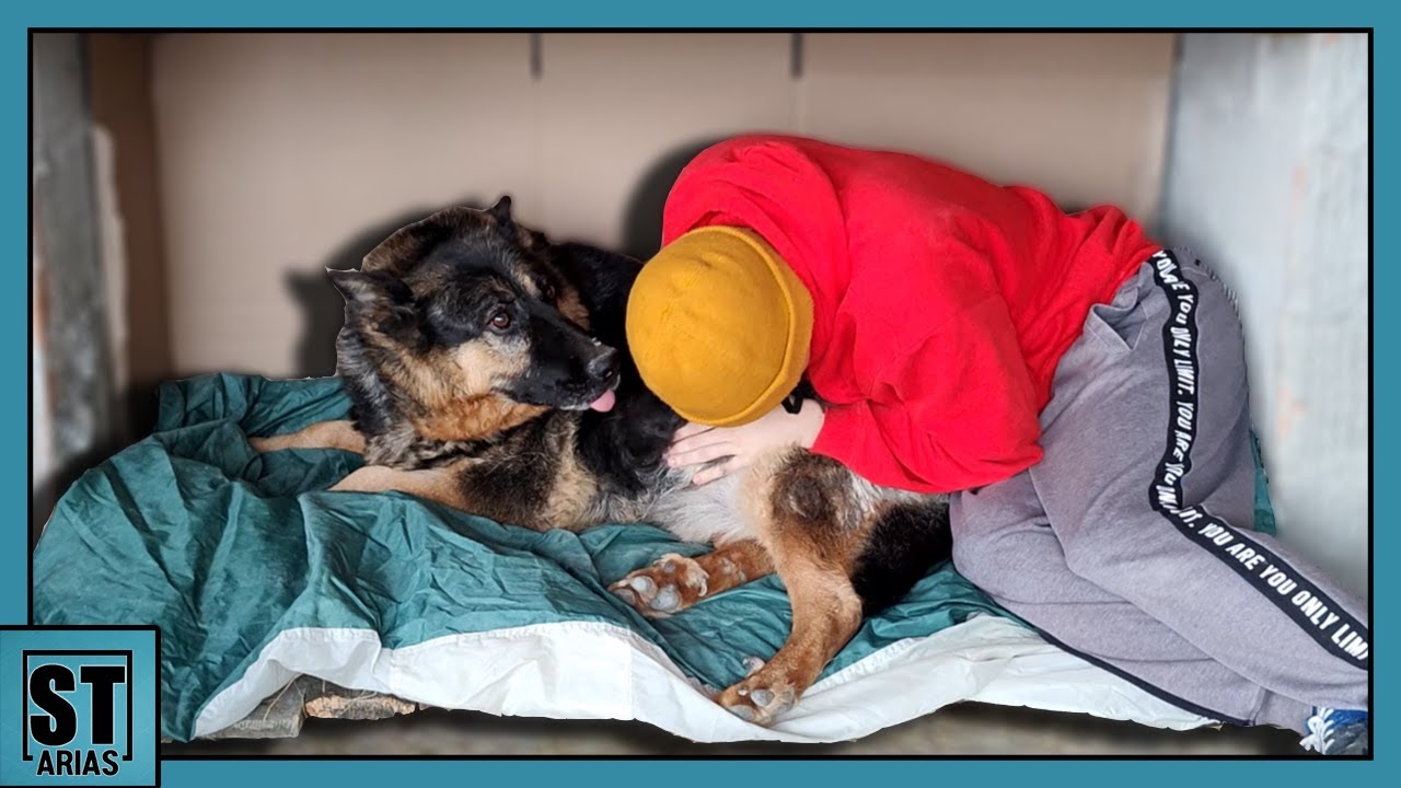 Cama Para Mi Perro 🐶  Madera Reutilizada