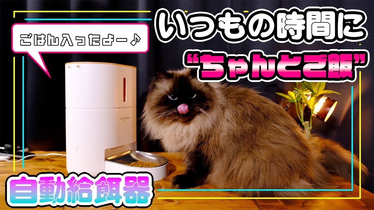 仕事も外出も大丈夫！毎日のご飯を決まった時間に自動給餌してくれる便利アイテム【PETTENA 自動給餌器】