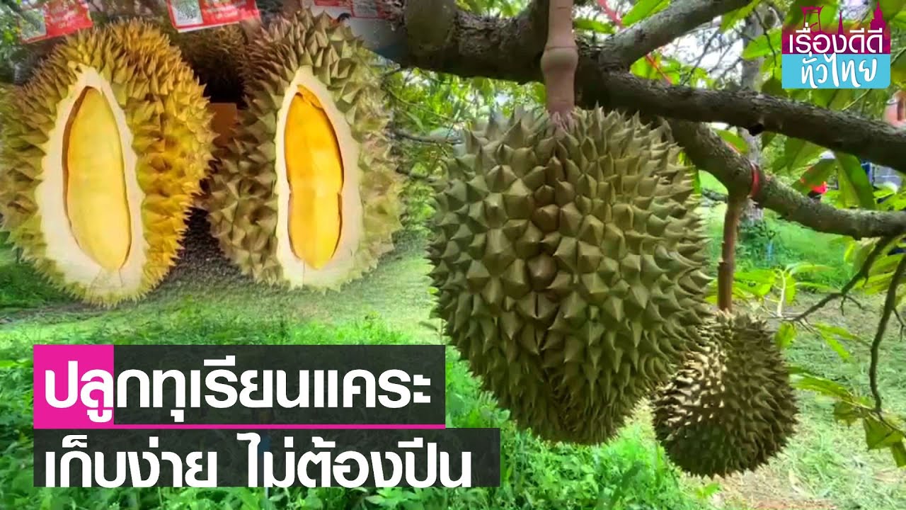 ชาวระยองแนะปลูกทุเรียนต้นเตี้ยเก็บผลผลิตง่าย I เรื่องดีดีทั่วไทย I 23-5-65