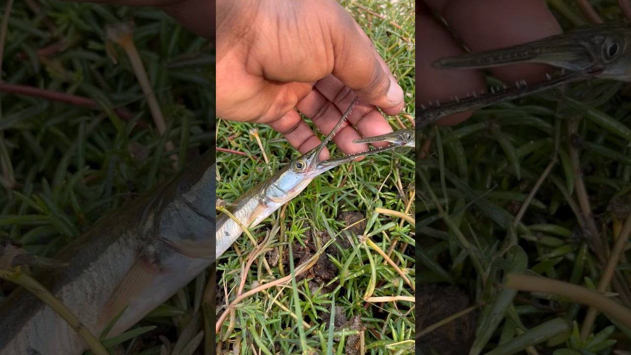 🐉 Fisherman Catches the Most Dangerous Fish | Shocking Catch! 