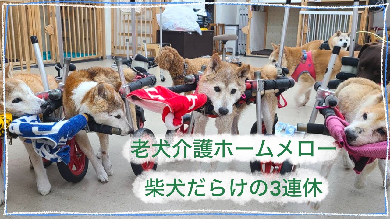 【老犬介護ホームメロー】3連休はやっぱり多い🐕🐕🐕