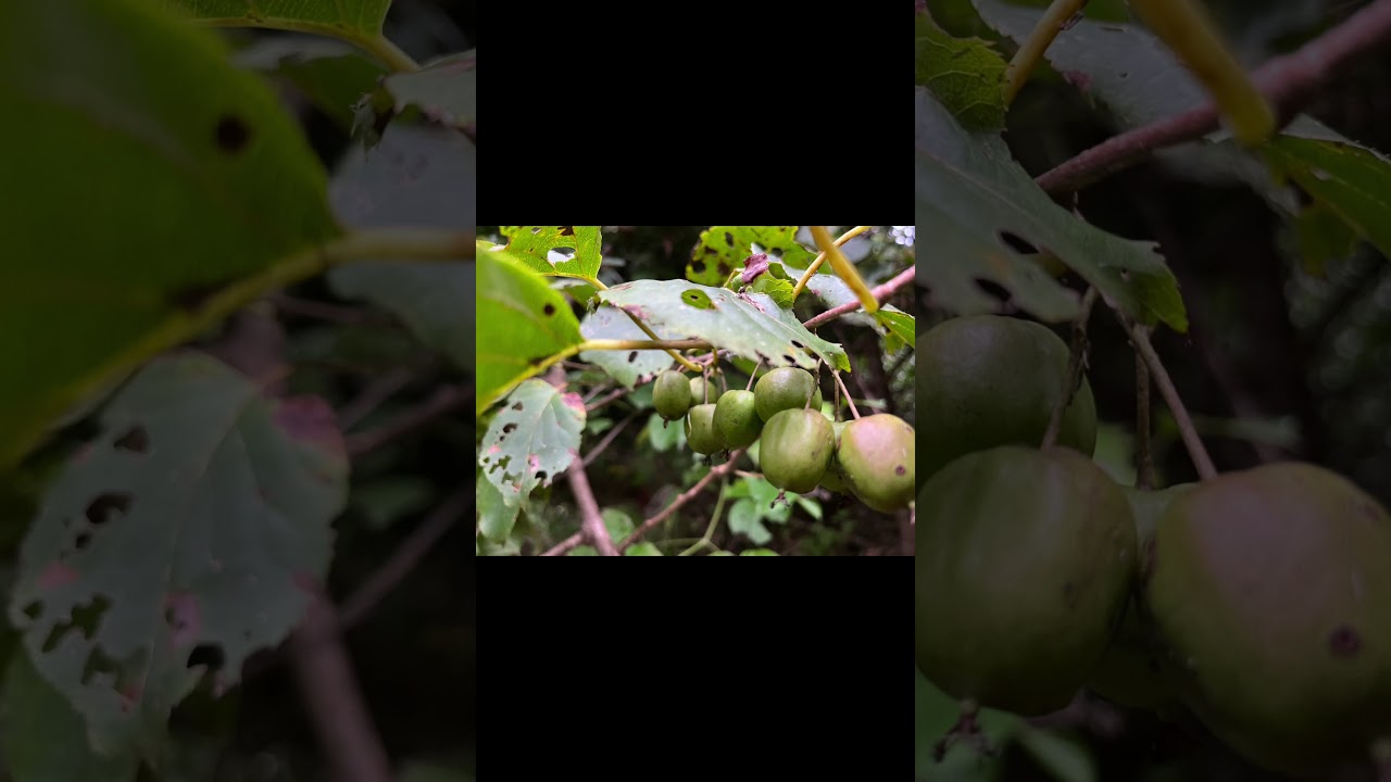 Горная сосна