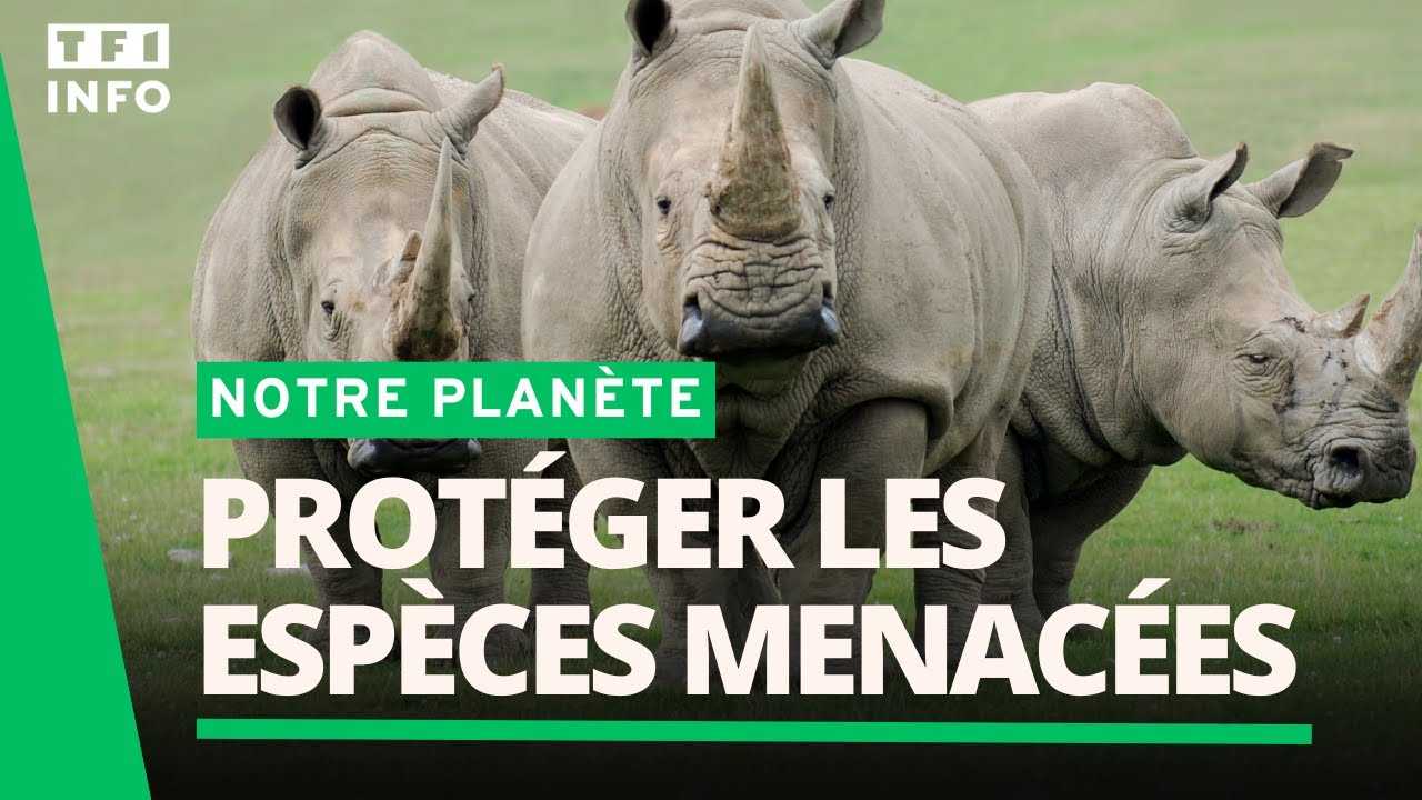 📚 Esp&egrave;ces menac&eacute;es : la protection, &ccedil;a fonctionne !