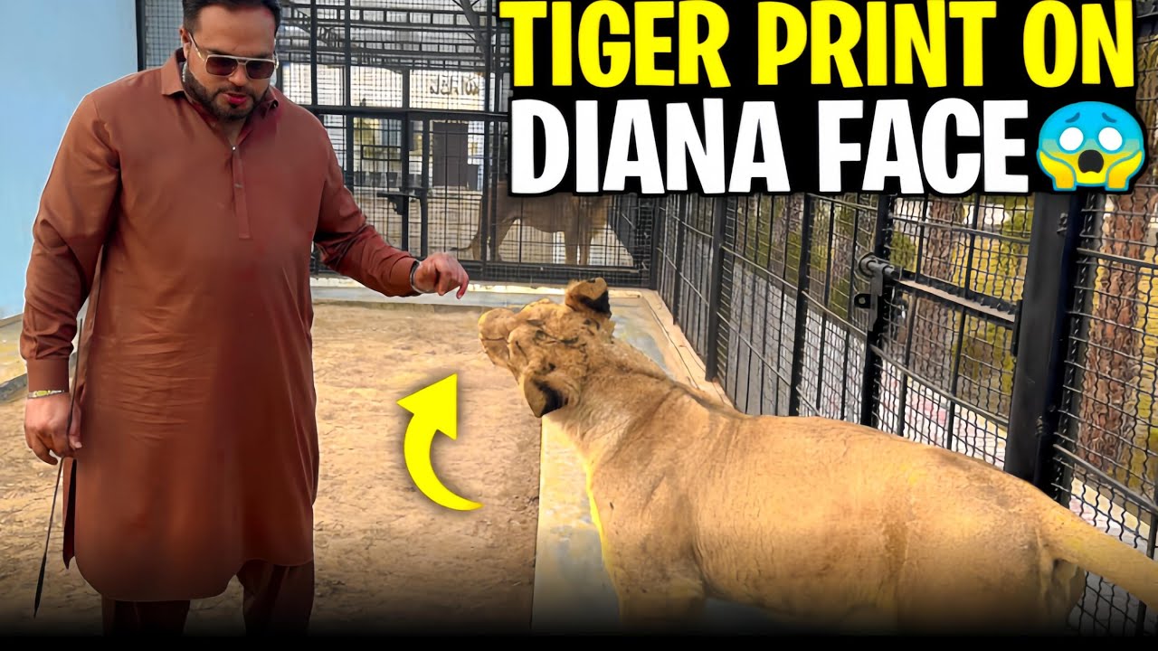 Diana ki skin pr tiger print kasay a geya 😱