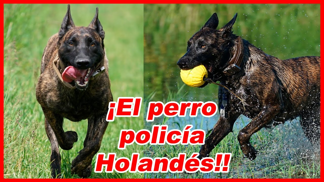 Pastor HOLANDÉS - CARACTERÍSTICAS y curiosidades 🐕‍🦺