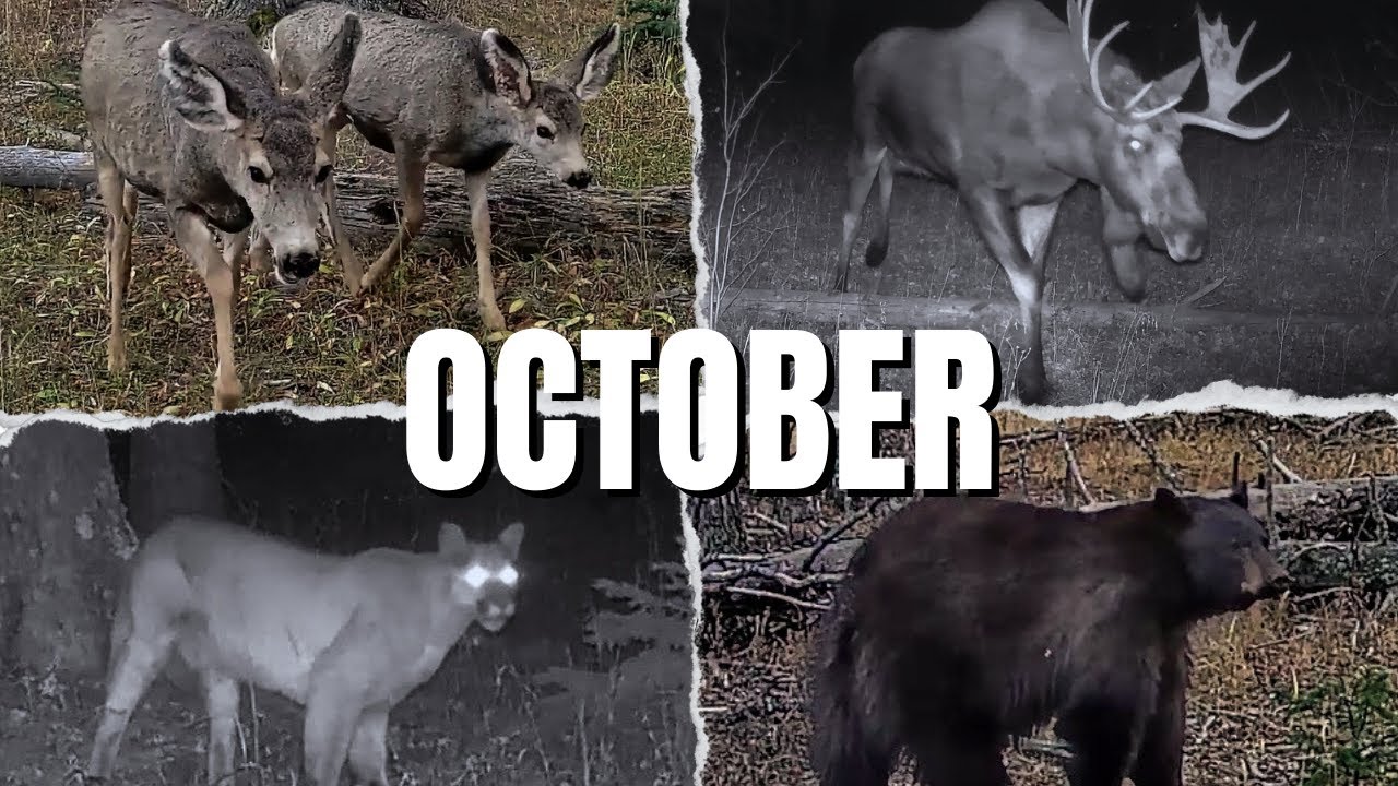 Wildlife of October | Top Trail Cam Clips from Pike National Forest