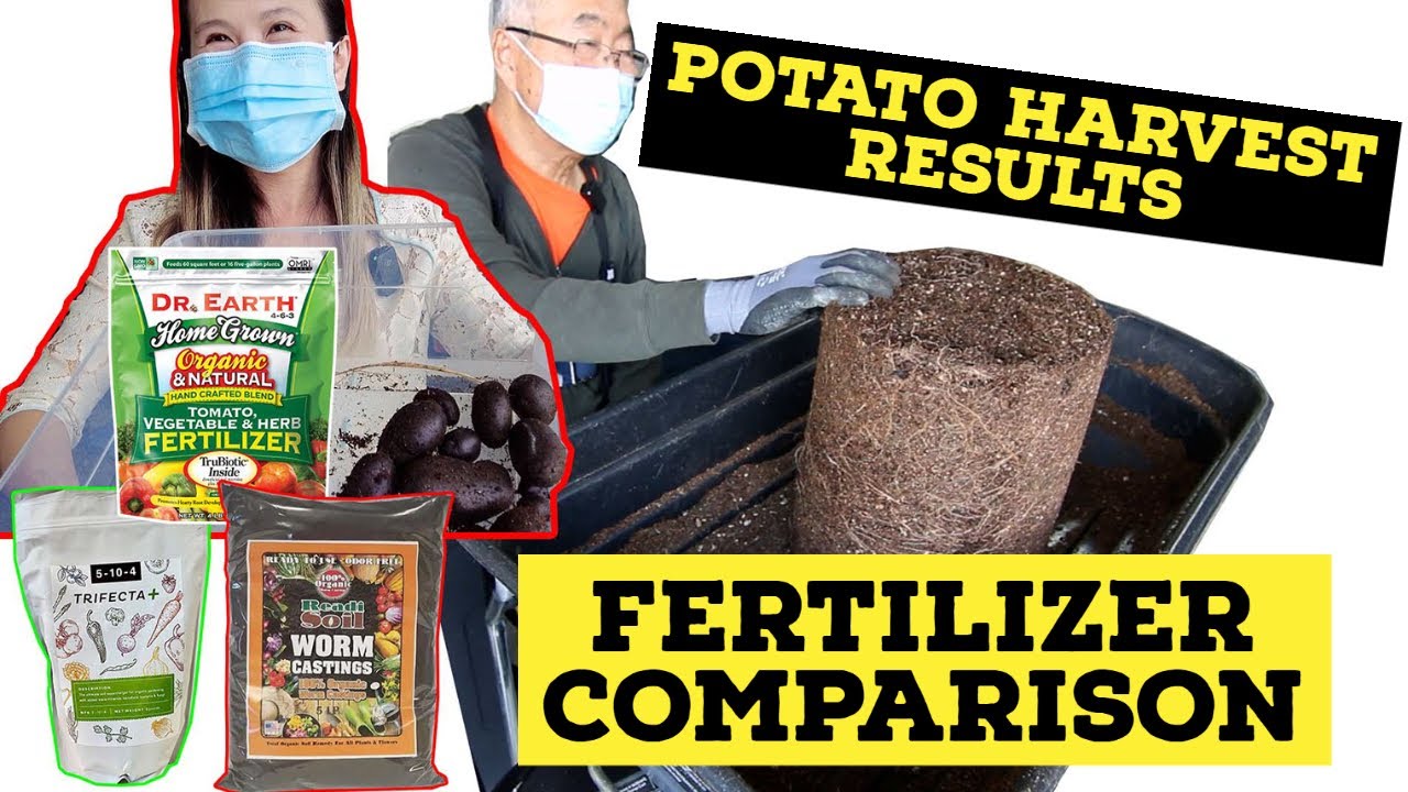 Best Potato Fertilizer Comparison Trifecta | Dr. Earth | Earthworm Castings Harvest Results