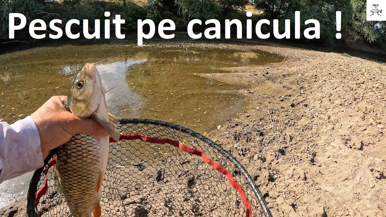 🎣🌞 Pescuit pe râul Timiș, într-o zi caniculara. Clenii sunt mofturosi! 🌞🎣