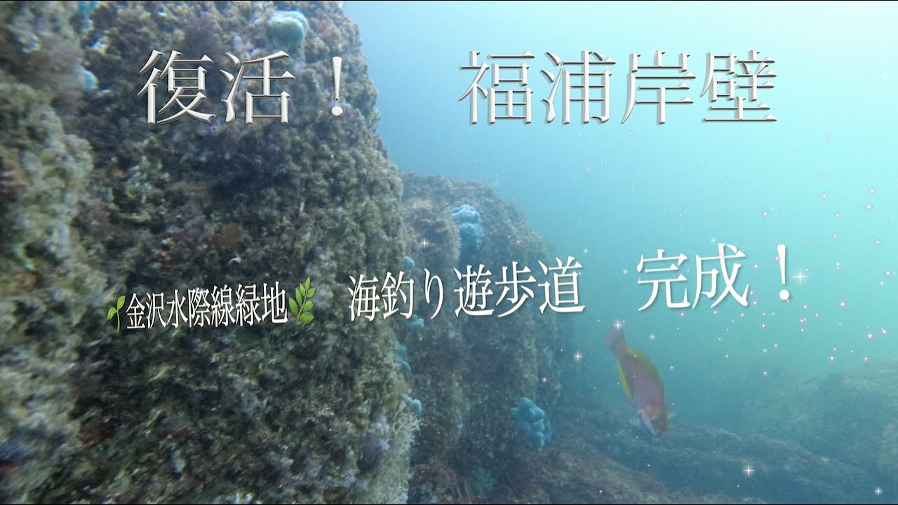🌱金沢水際線緑地🌿 海釣り遊歩道から海中調査