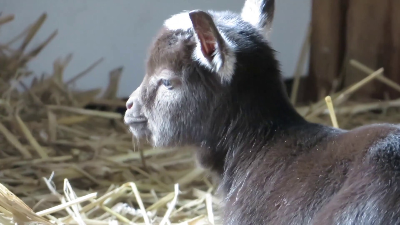 Geitjes geboren op kinderboerderij 'De Grebbehoeve'