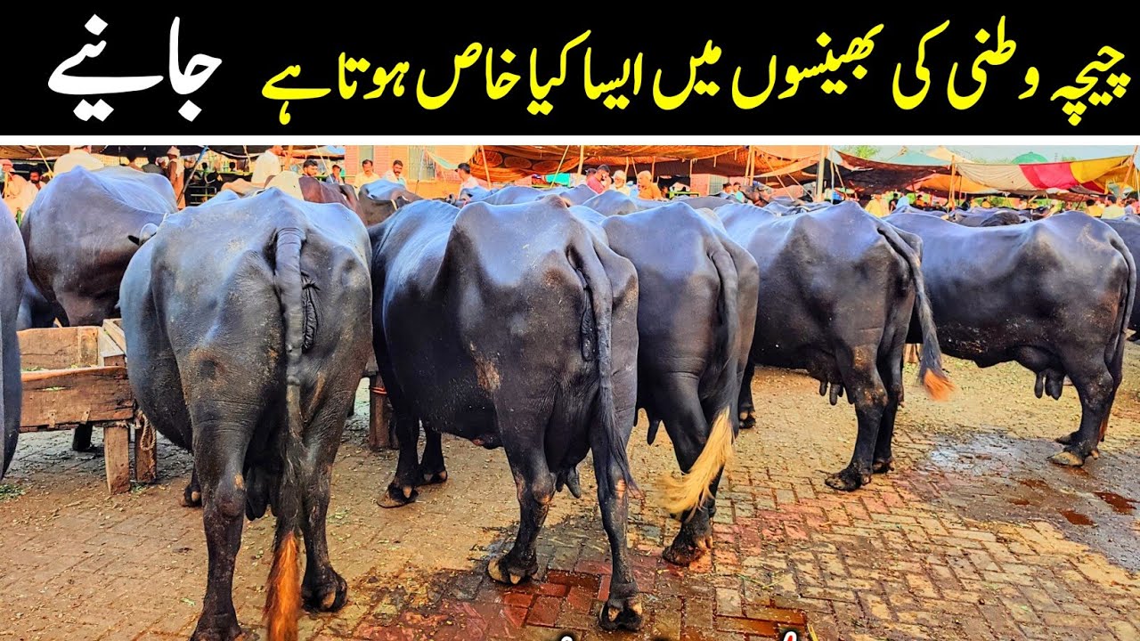 Buffalo Fresh Rates Update • Chichawatni Mandi