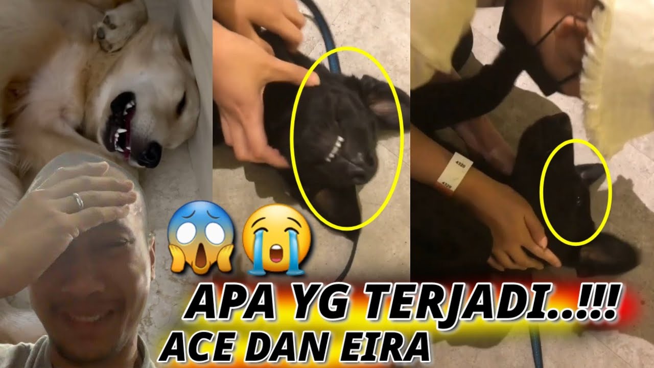 WAPEM ACE SNOW EIRA PALTA KONG SNOWEE SNOWA BIMA ARYO, THE GOLDEN FAMILY DAN THE GOLDEN FAMILY LIVE