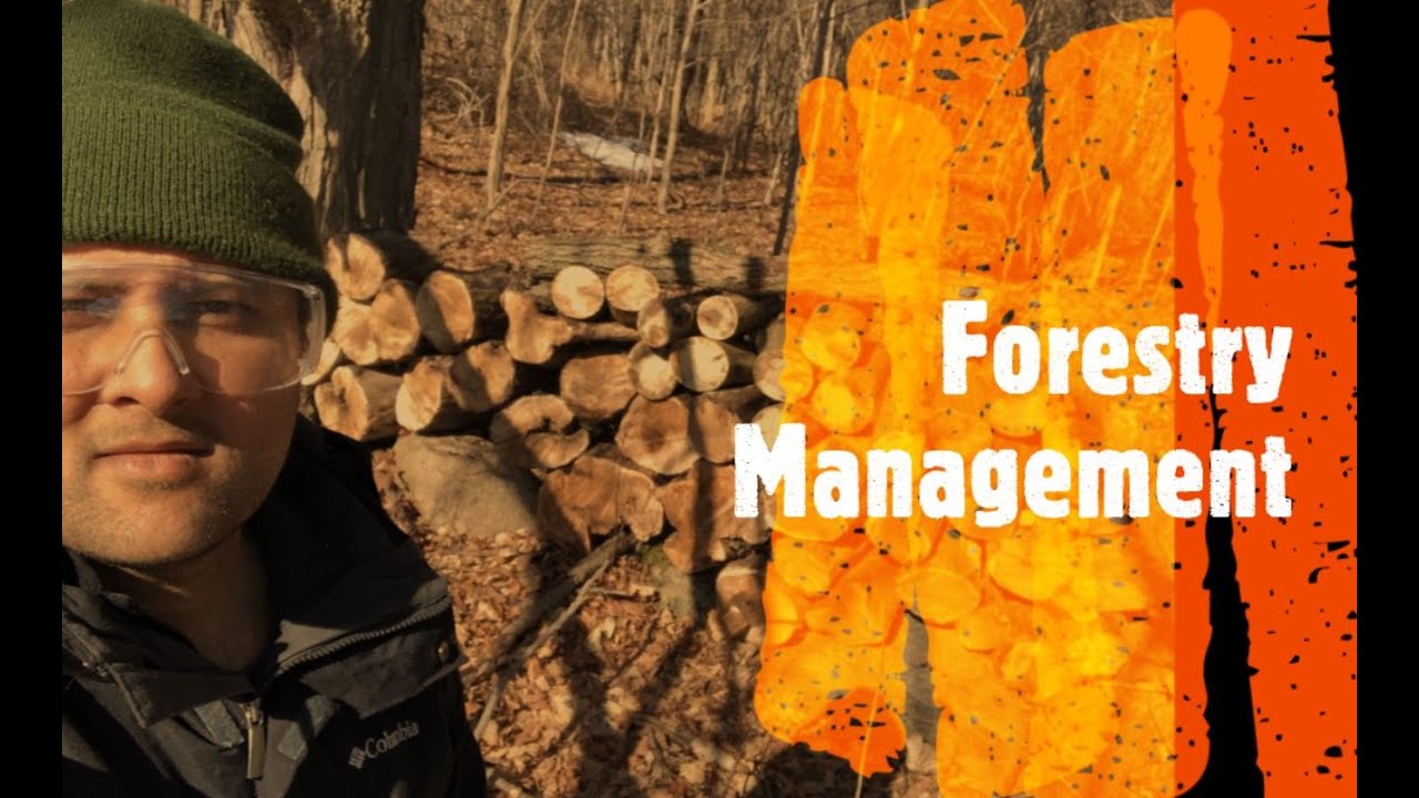 Forestry Management- tree stuck in a 45 degree tilt