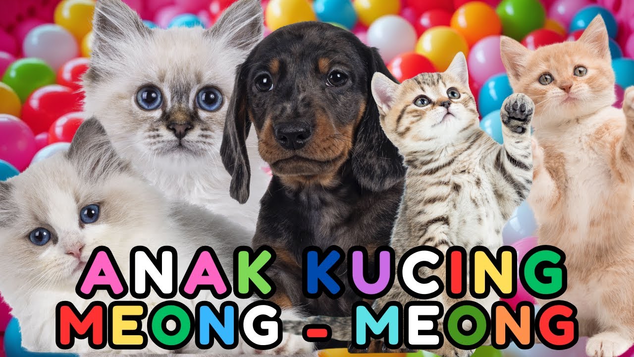 ANAK KUCING MEONG MEONG VERSI KUCING LUCU 😻😍