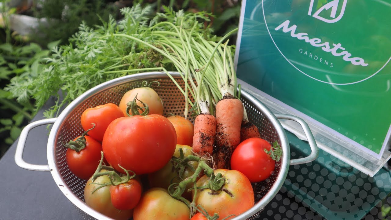 Weekend Harvest: More Tomatoes & My First Ever Homegrown Carrots! 