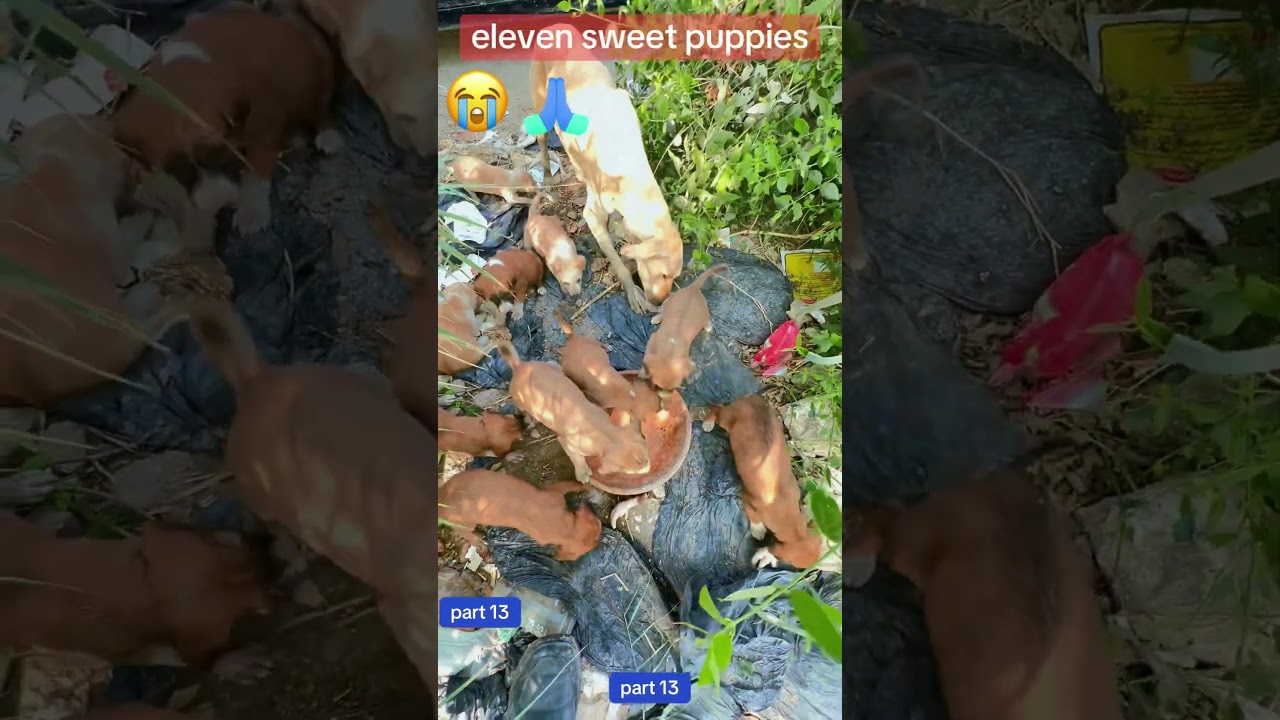 puppies | hungry puppy | dog food | video of feeding puppies