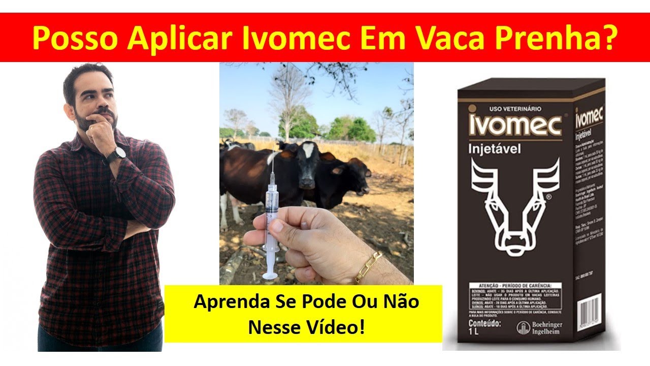 Posso Aplicar Ivermectina (IVOMEC) Em Vaca Prenha? Aprenda Nesse Vídeo!