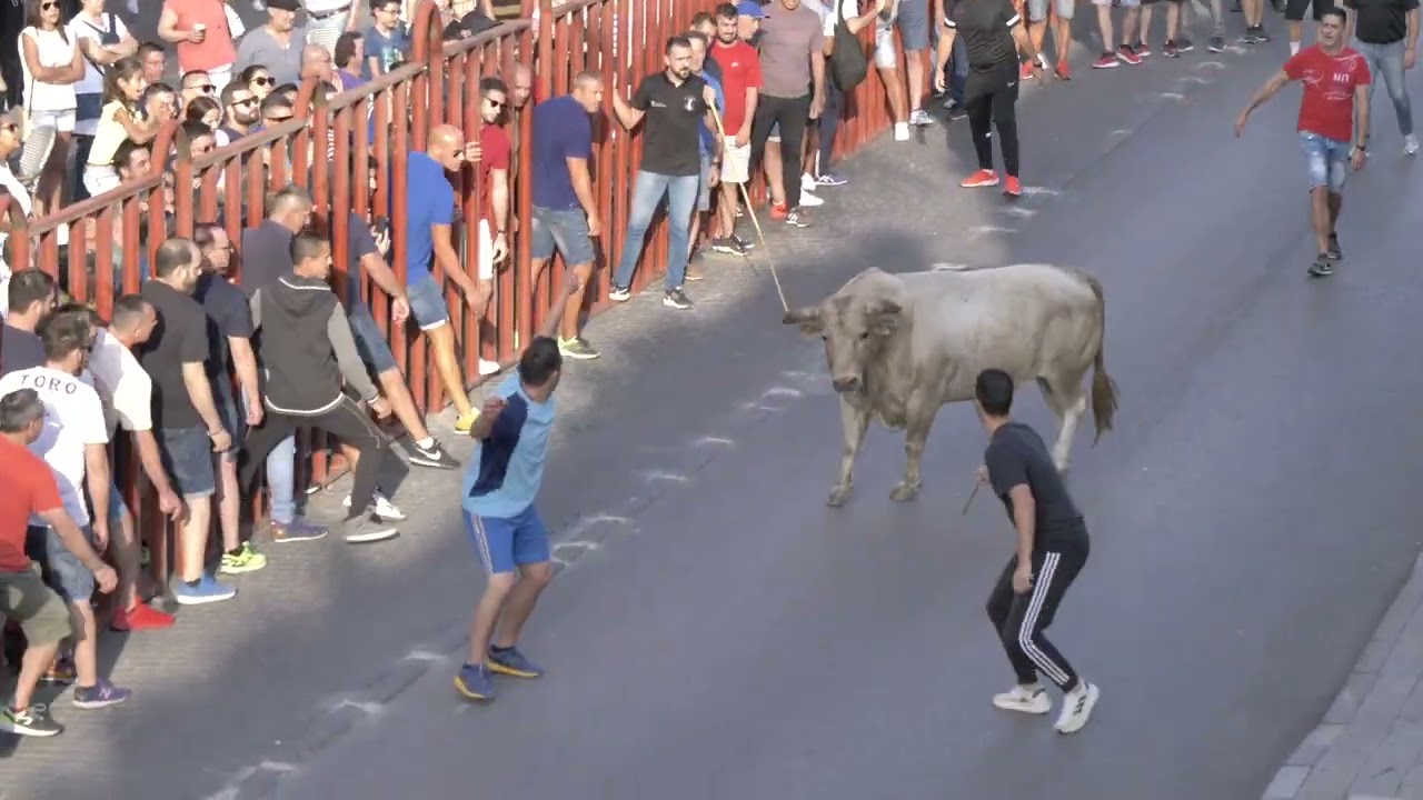 Encierro de reses de la Feria Extraordinaria de Agosto. 27/08/2022