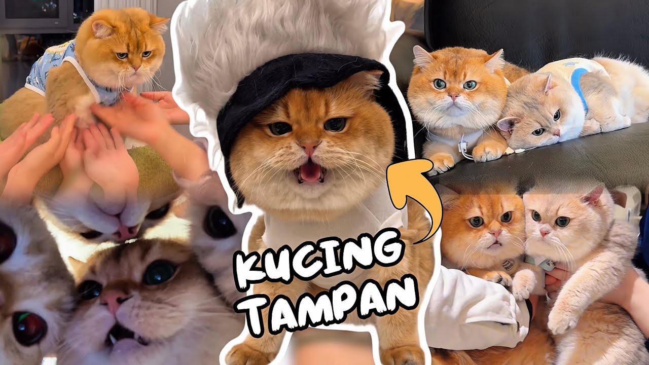 Kompilasi Terbaru Kucing Oyen (Cabinet) & Kekocakannya | Dijamin Ngakak & Wajib Ditonton 😆