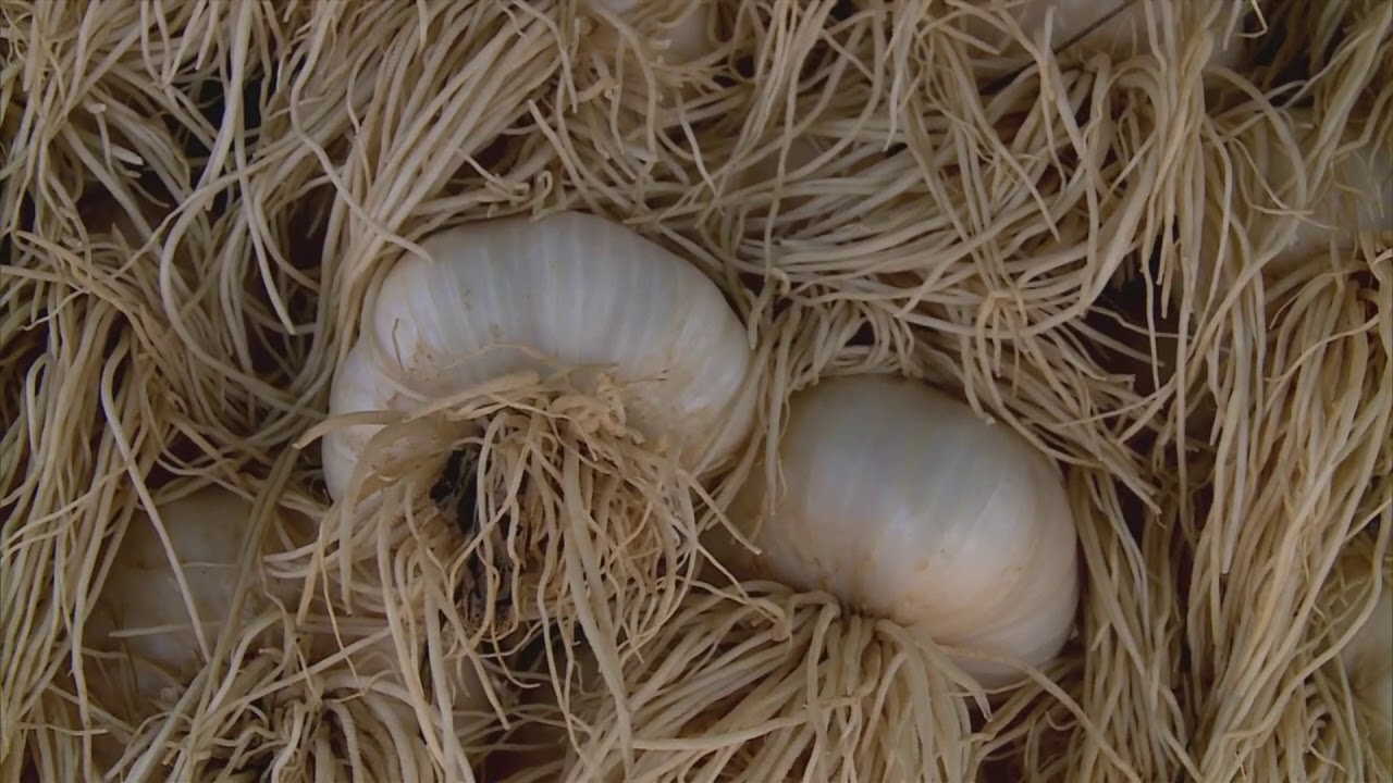 Natures Garlic Farm featured on MPT's Maryland Farm and Harvest