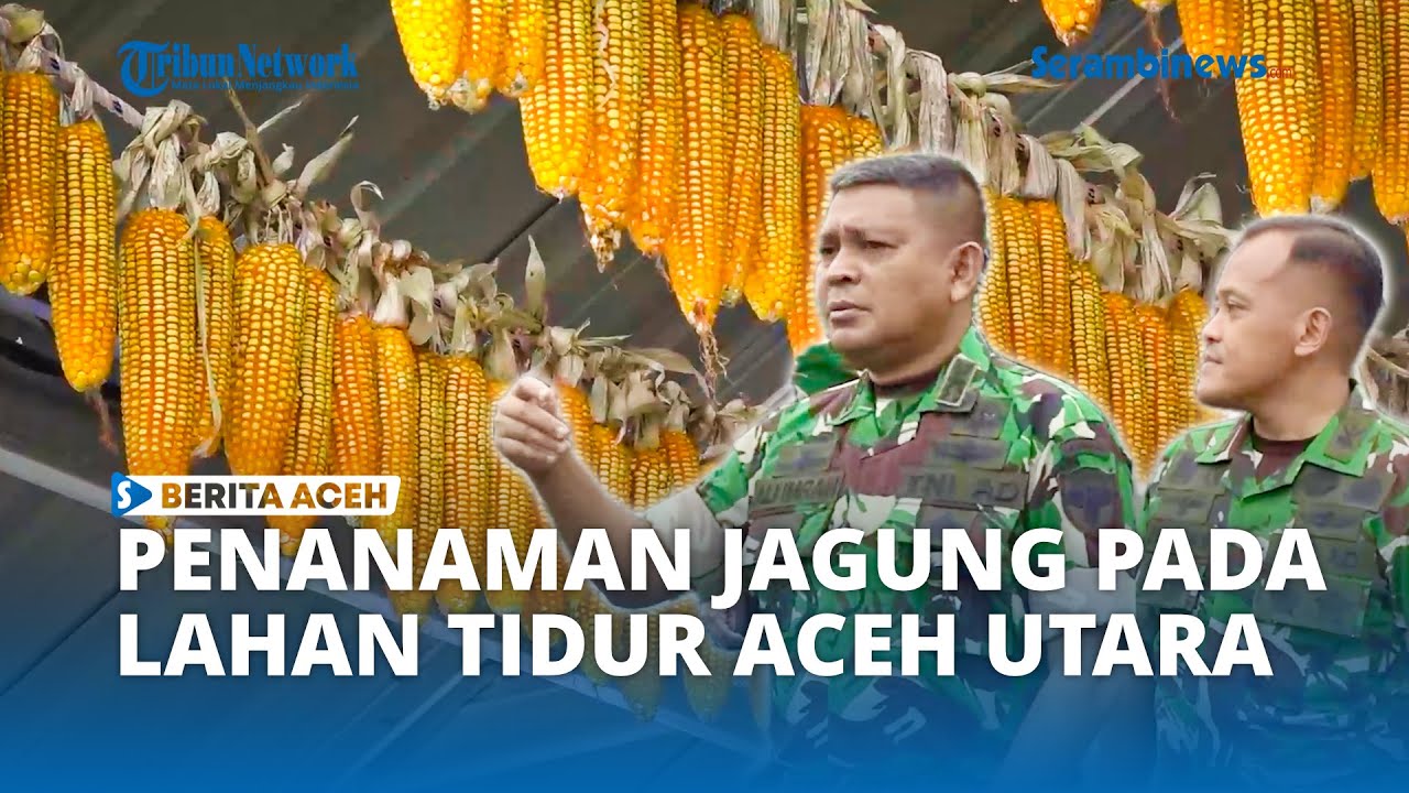 Kodim Aceh Utara Tanam Jagung Perdana Seluas 3 Hektare