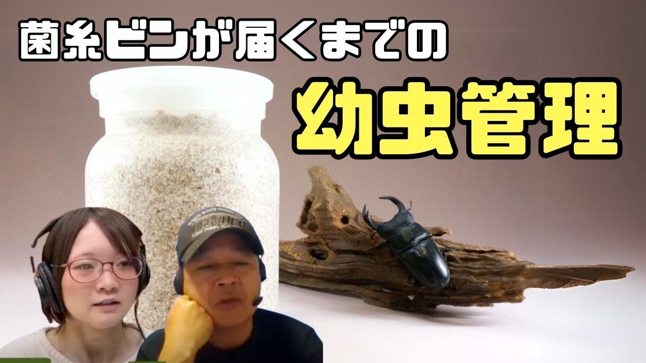 幼虫の餌交換したいけど雌雄判別してない！菌糸ビンが届くまでの幼虫管理方法｜【クワカブ広場】名人Shihoのクワカブ相談室！広場会員は無料で配信中！#カブトムシ #クワガタ #クワカブ #昆虫
