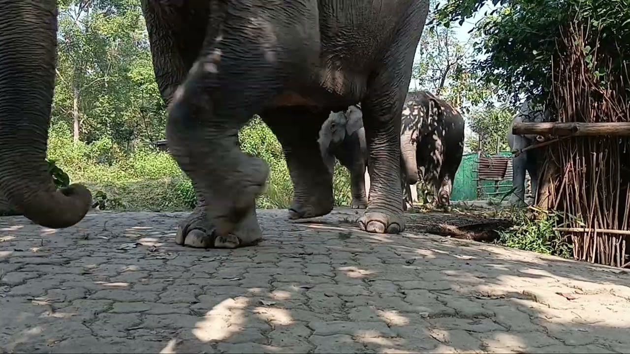 Angry haathiyon ka attack 😤🐘